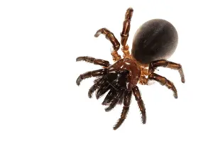 Cteniza: Trapdoor Spider female on white background