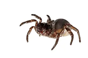 Cteniza: Trapdoor Spider female on white background