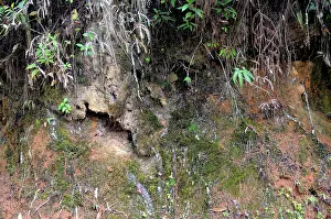Roadside: Trapdoor Spider Habitat