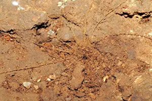 Liphistius: Trapdoor Spider Nest