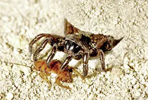 Capturing: Trapdoor Spider with prey