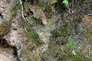 Roadside: Trapdoor Spider Traps