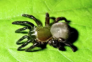Araneae: Trapdoor Spider (Ummidia sp.)