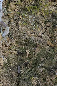Liphistius: Trapdoor spider's door