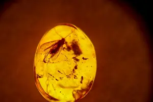 Amber: The trapped insects are visible in a transilluminated amber