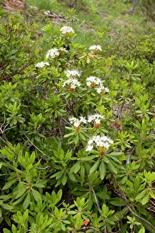 Glandulosa: Trapper's tea
