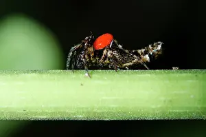 Weaver: Trashline Orbweaver with Long-legged Velvet Mite