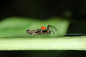 Weaver: Trashline Orbweaver with Long-legged Velvet Mite