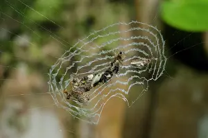 Stabilimentum: Trashline Orbweaver with unique web stabilimentum