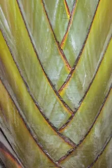 Madagascariensis: Travelers Palm (Ravenala madagascariensis), detail