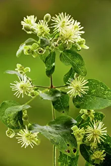 Traveller: Traveller's-joy or Old man's beard - in flower