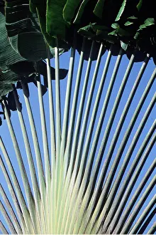 Palms: TRAVELLER'S PALM