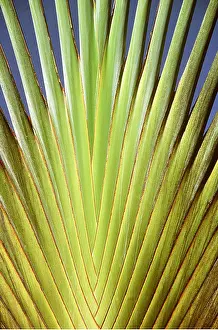 Palms: TRAVELLERS PALM