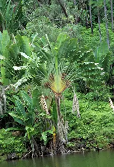 Traveller: TRAVELLER'S PALM BY WATER