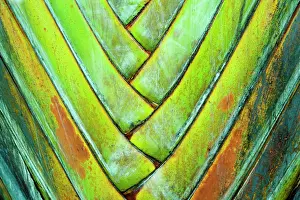 Madagascariensis: Traveller's tree