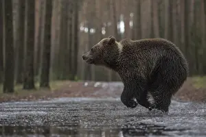 Joyful: Travelling in a hurry... European brown bear (Ursus arctos)