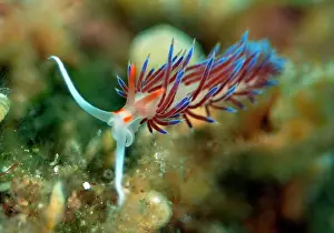 Travelling: Travelling thread snail (Cratena peregrina), Mediterranean
