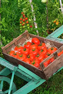 Tool: Tray of tomatoes Celesteen, Provence, France