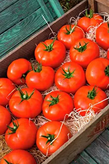 Tray: Tray of tomatoes Celesteen, Provence, France