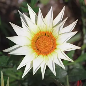 Gazania: Treasureflower