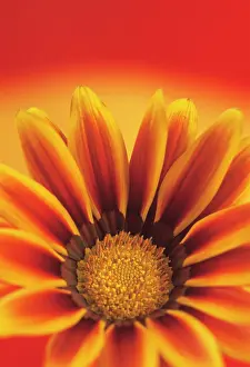 Gazania: Treasureflower