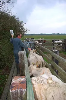 Pathologies: Treatment of Cattle against fever catharale