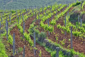 Janis: Treaty Port winery vineyards, Mulangou Village