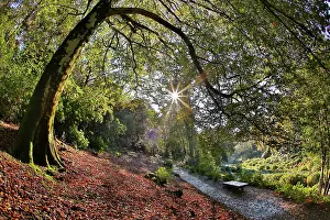 Summers: Trebah Garden