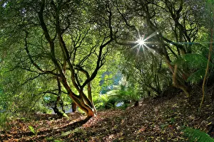 Trebah: Trebah Garden, Cornwall