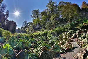 Summers: Trebah Garden - with Gunnera cut back