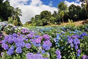 Hydrangeas: Trebah Garden - Hydrangeas Summer