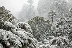 Falling: Trebah Garden - Snow Falling - Cornwall - UK
