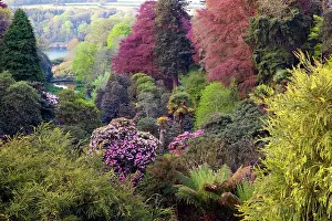 Trebah: Trebah Garden - Spring
