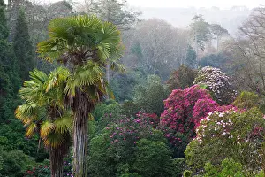 Trebah Garden - Spring