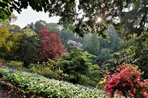 Trebah: Trebah Garden - Spring - Cornwall - UK