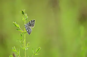 Franche: Treble Bar (Aplocera plagiata) - Bourgogne - France