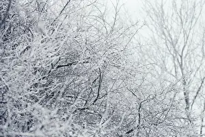 Tangle: Tree