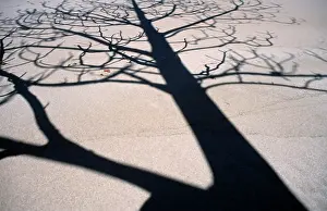 Dauphin: Tree