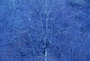 Unexplained: Tree