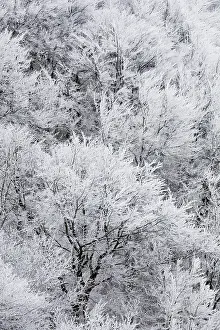 Divine: Tree