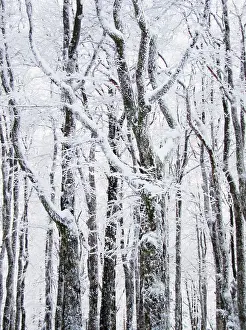 Copse: Tree
