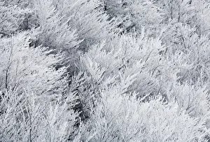 Copse: Tree