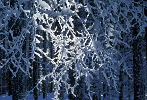 Inspiring: Tree