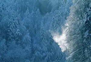 Inspiring: Tree