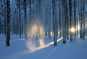 Unexplained: Tree