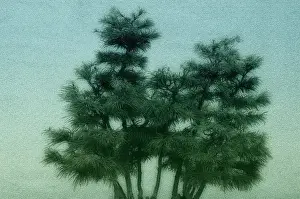 Photographic: Tree