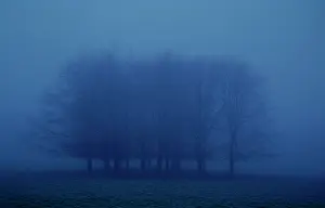 Unexplained: Tree
