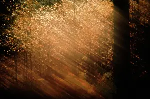Photographic: Tree