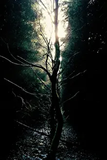 Unexplained: Tree