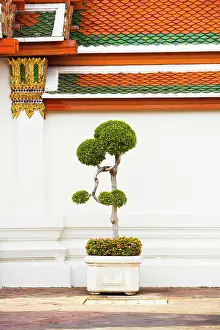 Minimal: Tree